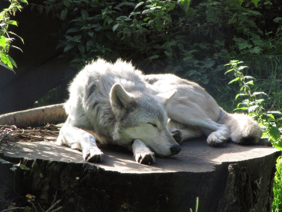 The 4 Sleep Chronotypes: The Wolf