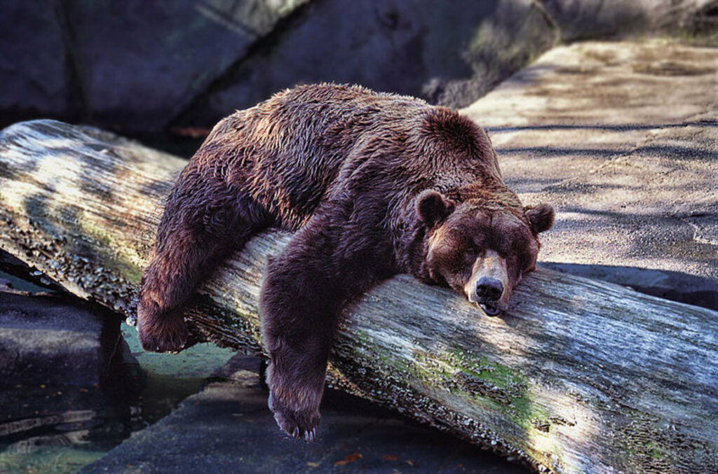The 4 Sleep Chronotypes: The Bear