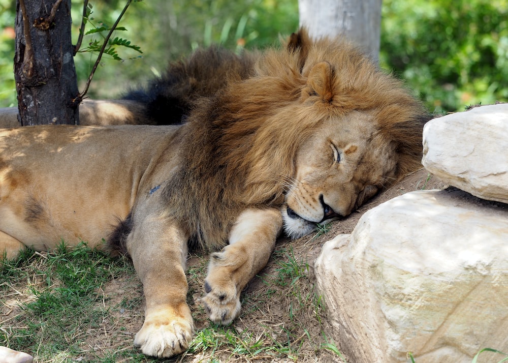 The 4 Sleep Chronotypes: The Lion